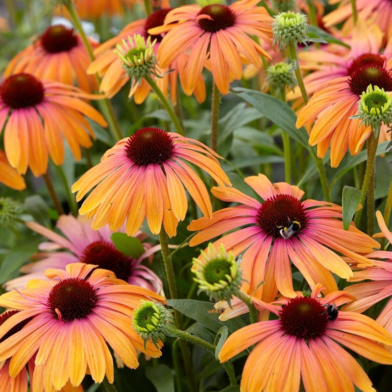 Rainbow Marcella Echinacea