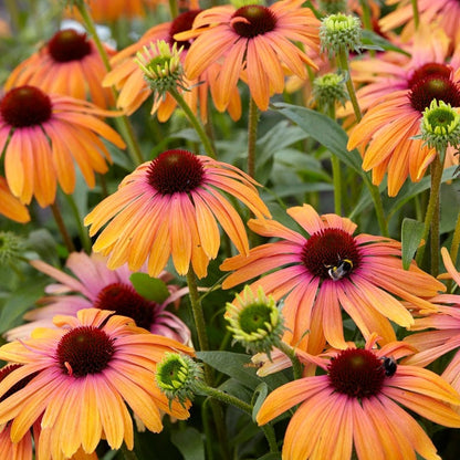 Rainbow Marcella Echinacea
