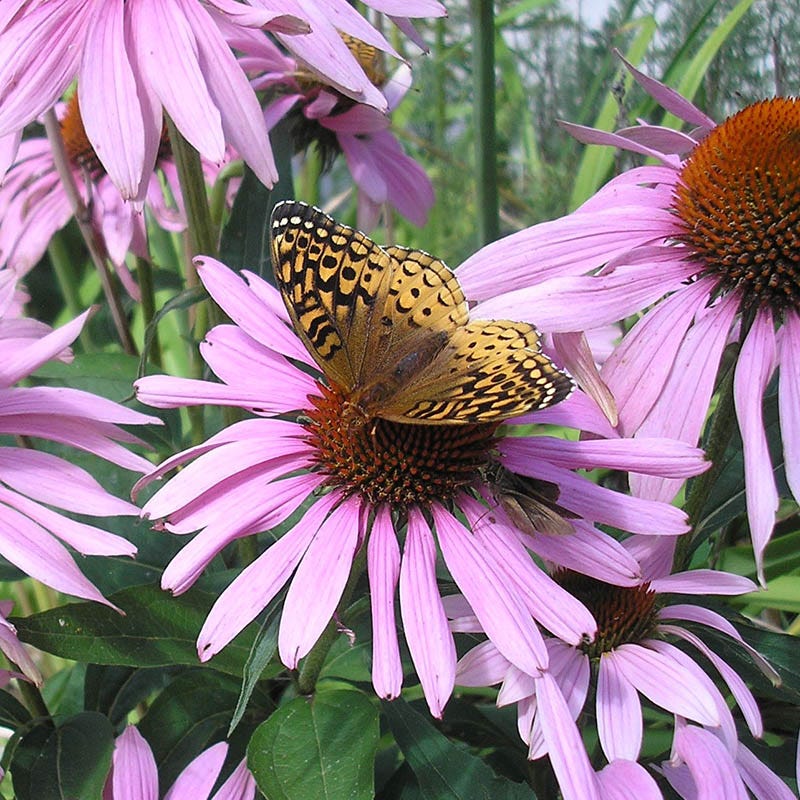 echinacea purpurea seeds for sale Coneflower Seeds | Purple