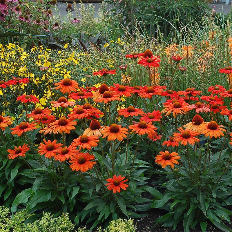 KISMET® Intense Orange Echinacea