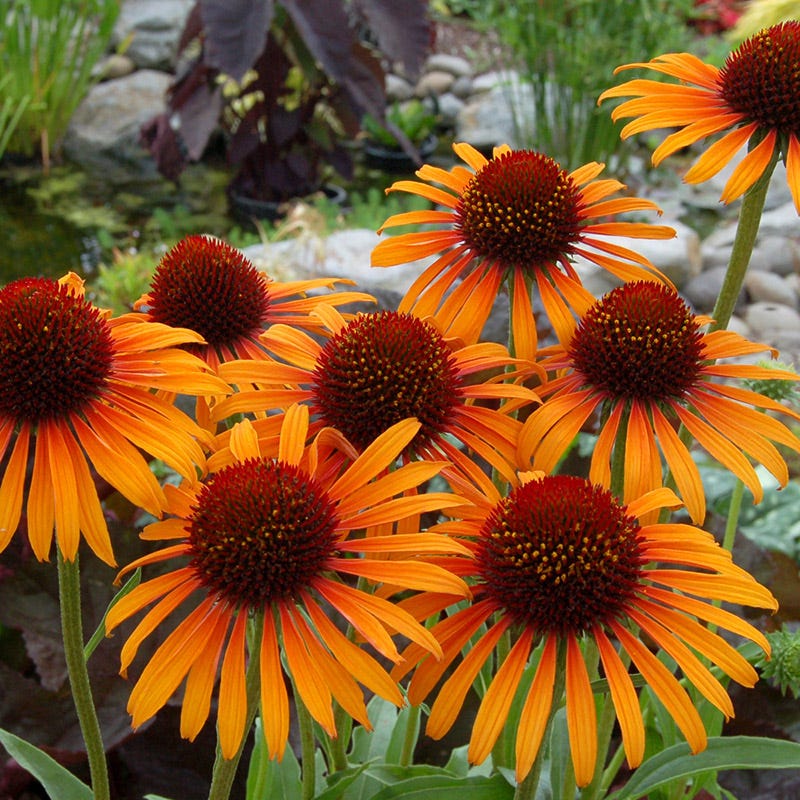 Prairie Pillars™ Flame Thrower Echinacea