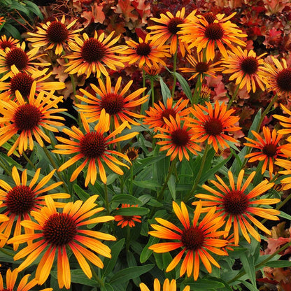 Prairie Pillars™ Flame Thrower Echinacea