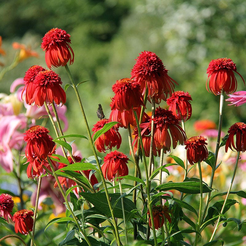 hot papaya echinacea seeds Hot Papaya Echinacea, Coneflower