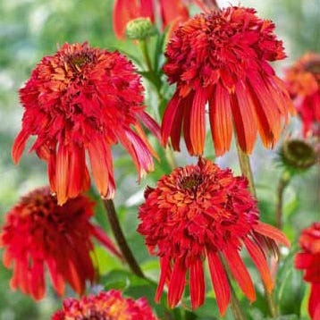 Hot Papaya Echinacea