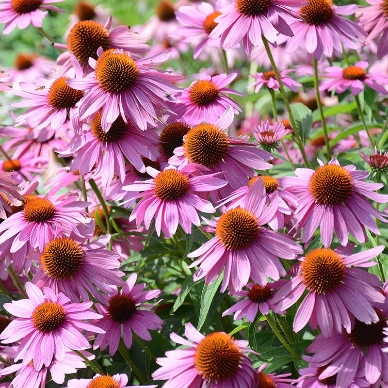 Natural Nectar Native Pre-Planned Garden