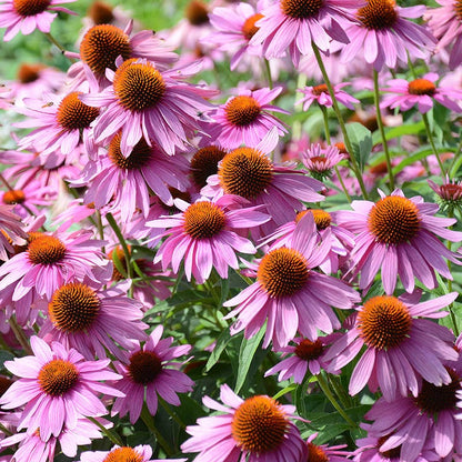 Natural Nectar Native Pre-Planned Garden