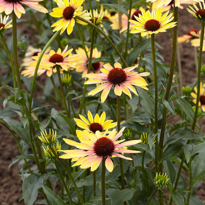 Evening Glow Echinacea