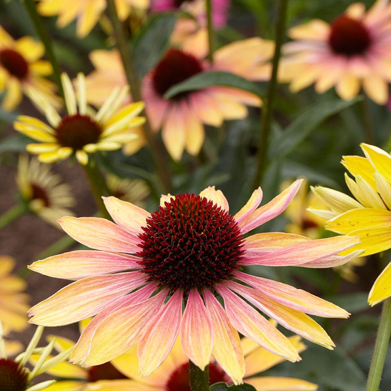 Evening Glow Echinacea