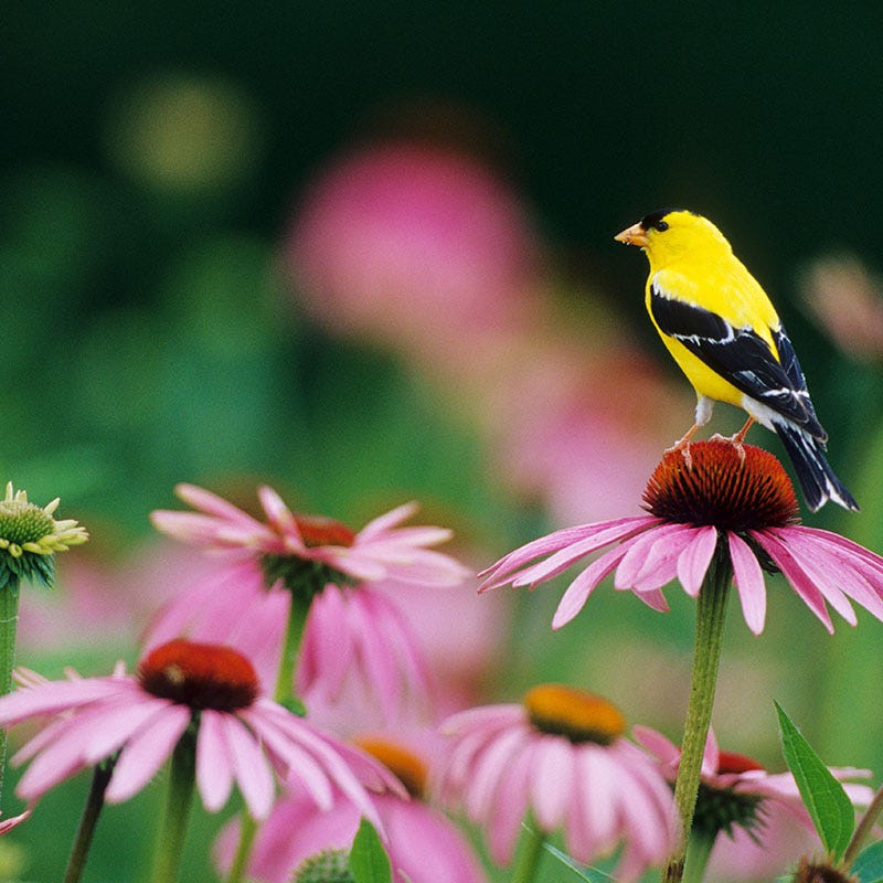 Backyard Birding Wildflower Seed Mix | 1/2 lb by American Meadows