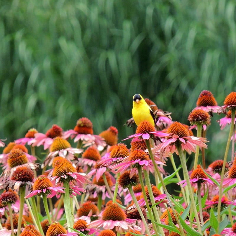 Bird Watcher Plant Collection