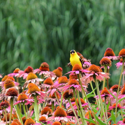 Bird Watcher Plant Collection