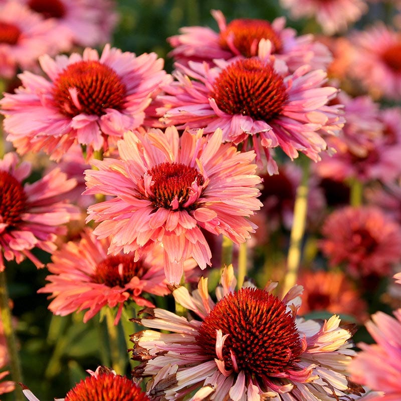 FRESCO® Apricot Echinacea