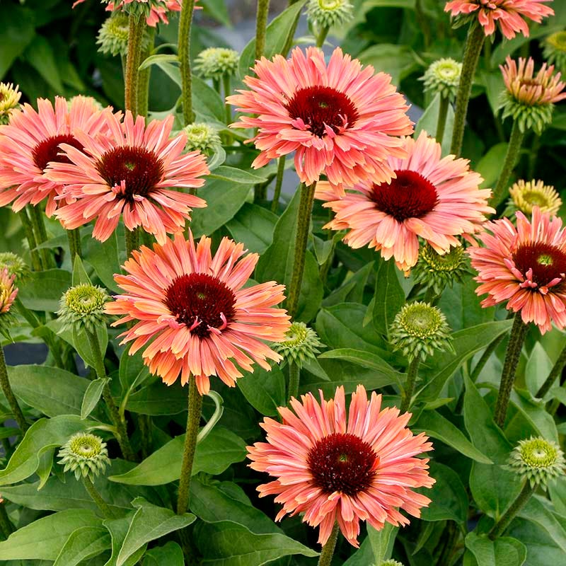 FRESCO® Apricot Echinacea