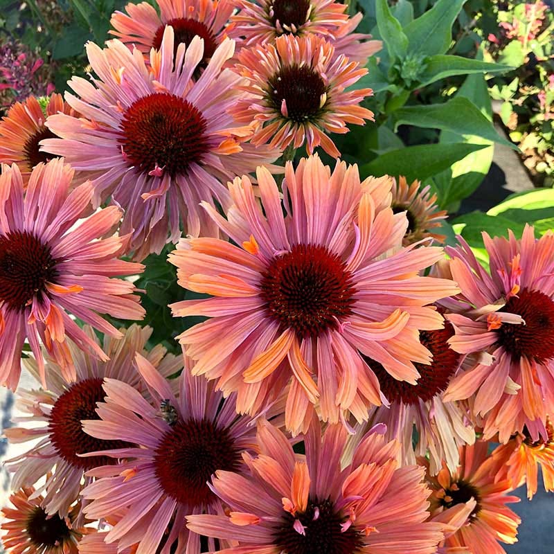 FRESCO® Apricot Echinacea