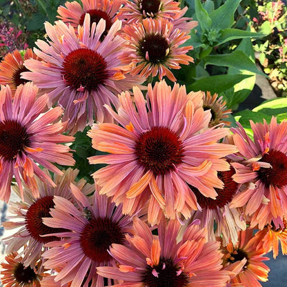 FRESCO® Apricot Echinacea