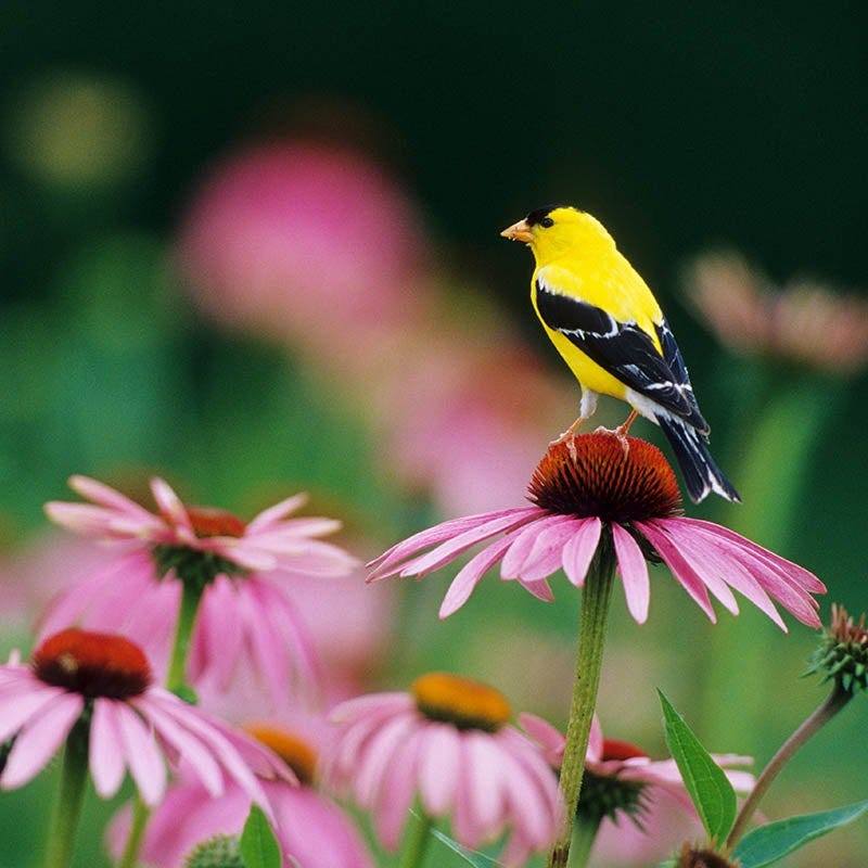 Buzz & Flutter Pollinator Wildflower Seed Collection