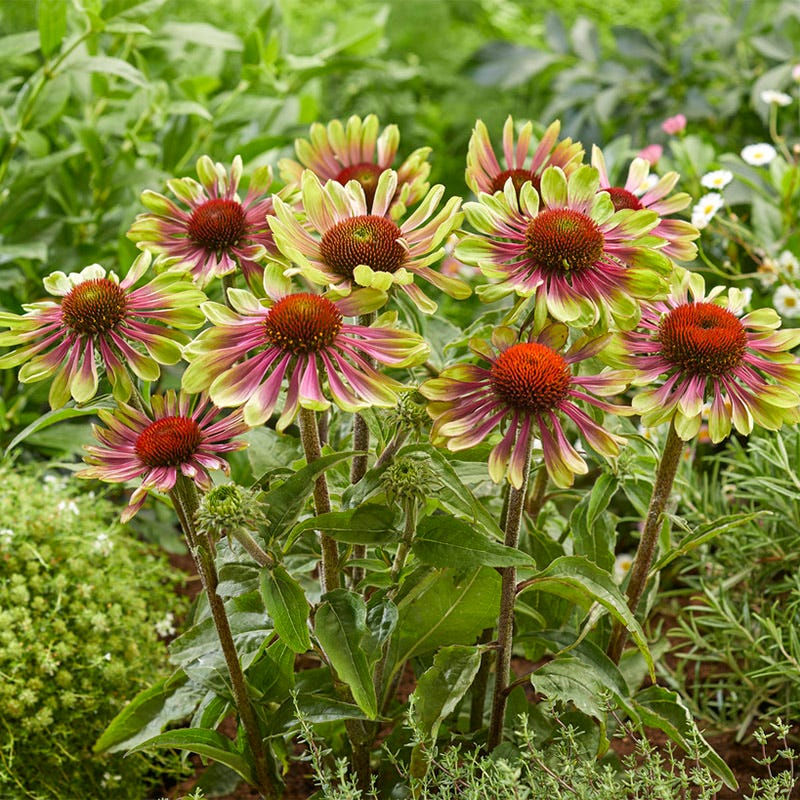 Green Twister Echinacea