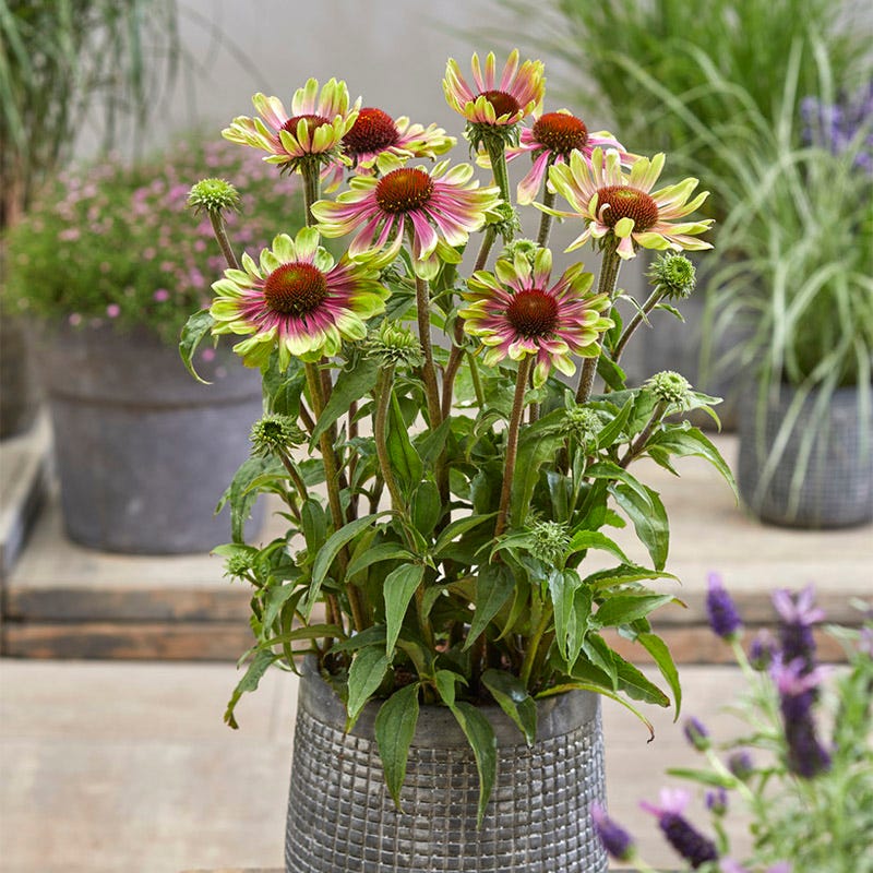 echinacea plant in pot Green Twister Echinacea, Coneflower