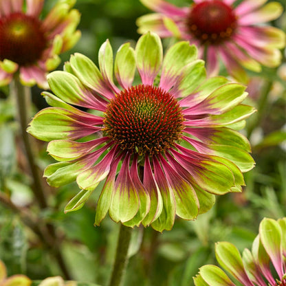 Green Twister Echinacea