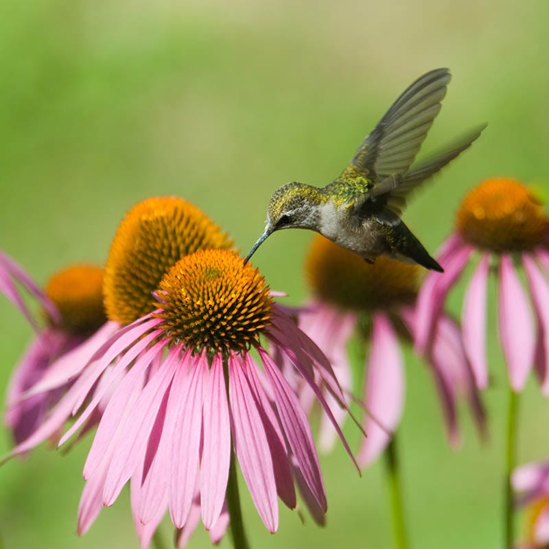 Coneflower Seeds | Purple