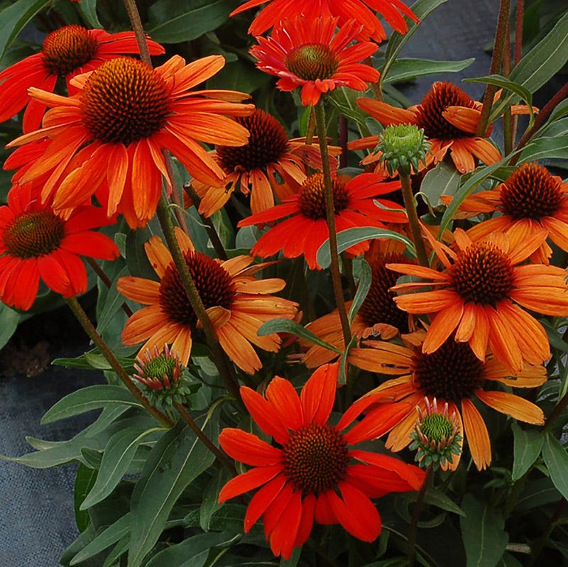 orange echinacea seeds KISMET Intense Orange Echinacea