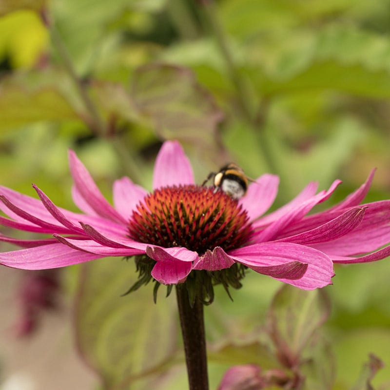 echinacea magnus seeds Magnus Echinacea | Pink | Plant