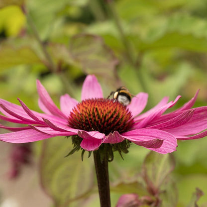Magnus Echinacea