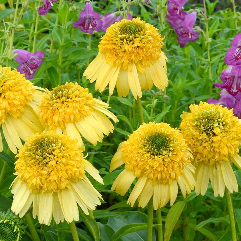 Meteor™ Yellow Echinacea