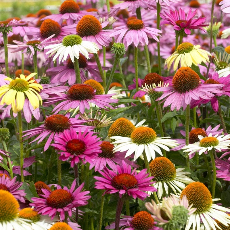Echinacea Mix - Thumbnail 2