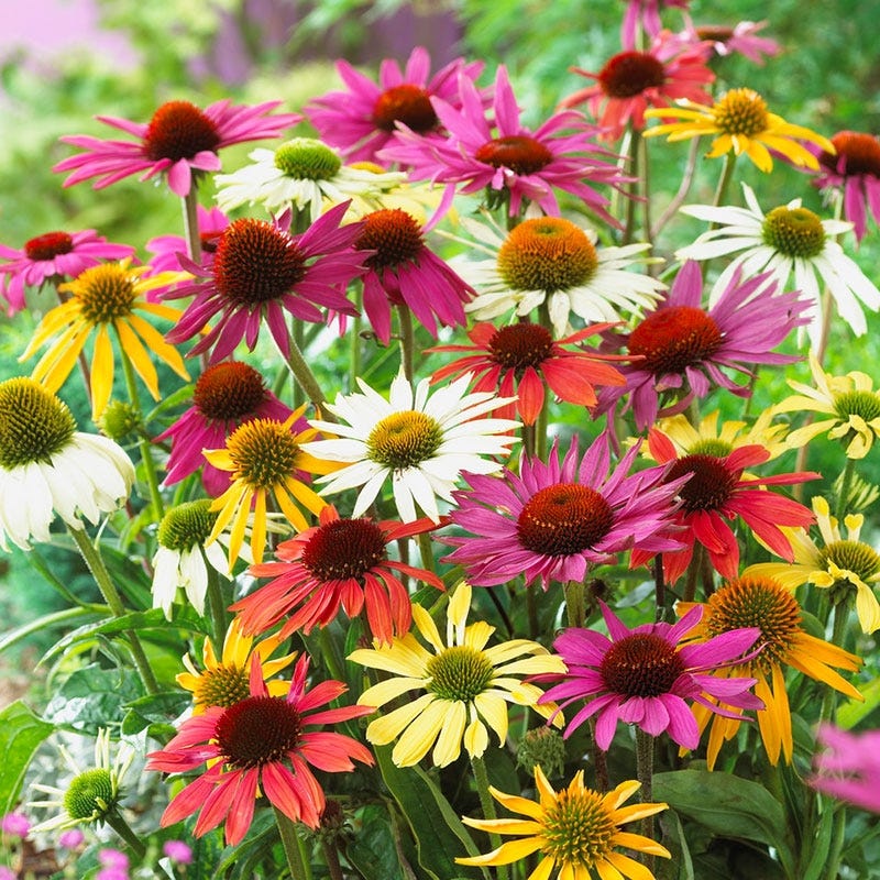 Echinacea Mix