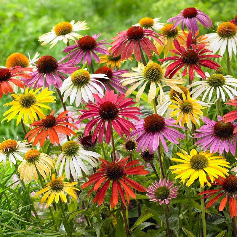 Echinacea Mix
