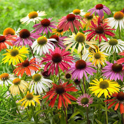 Echinacea Mix