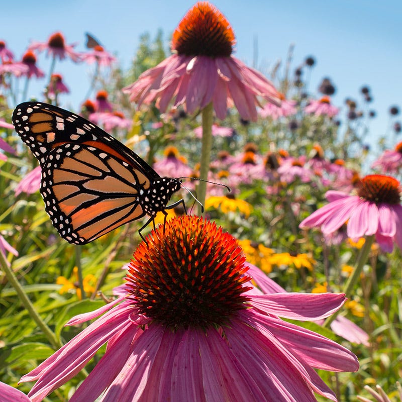 The Monarch Highway Native Wildflower Seed Mix