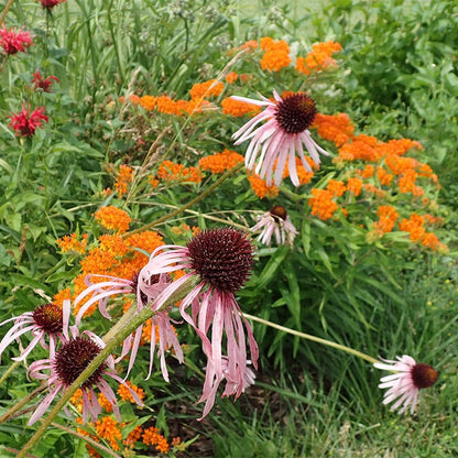 Pale Purple Coneflower