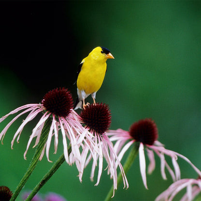 Pale Purple Coneflower