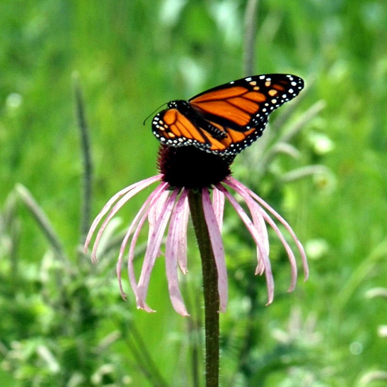 Pale Purple Coneflower