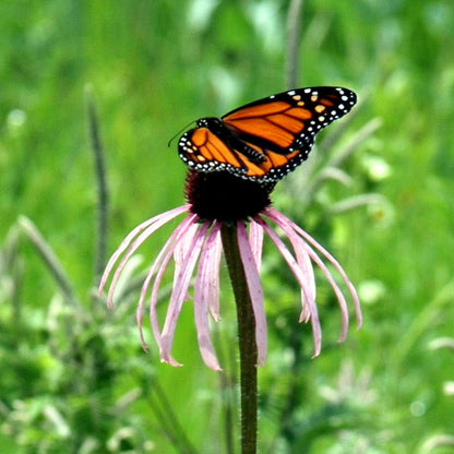 Pale Purple Coneflower