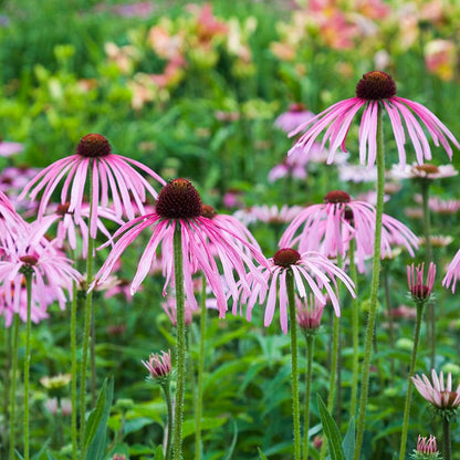Prairie Habitat Native Plant Collection