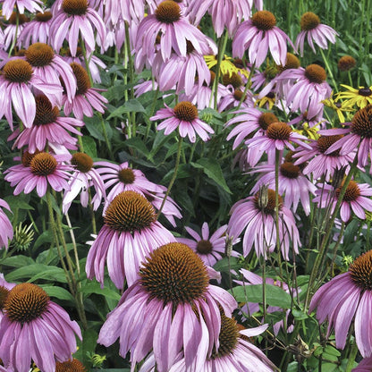 Pale Coneflower Seeds