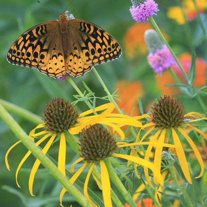 Yellow Coneflower