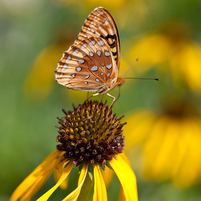 Yellow Coneflower