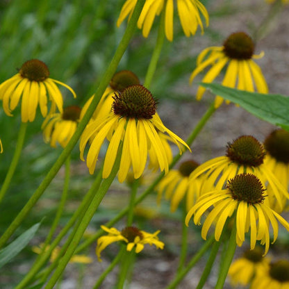 Yellow Coneflower