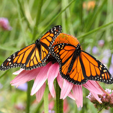 Perennials To Attract Pollinators