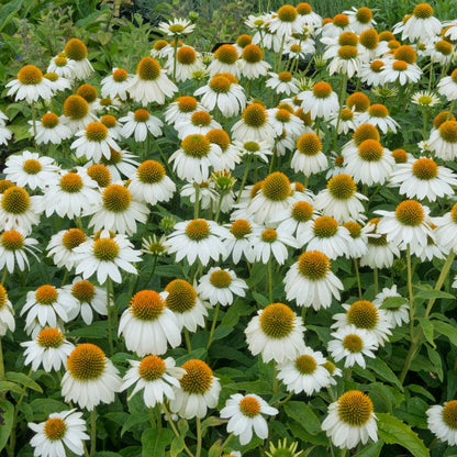 Moonlight Pre-Planned Garden