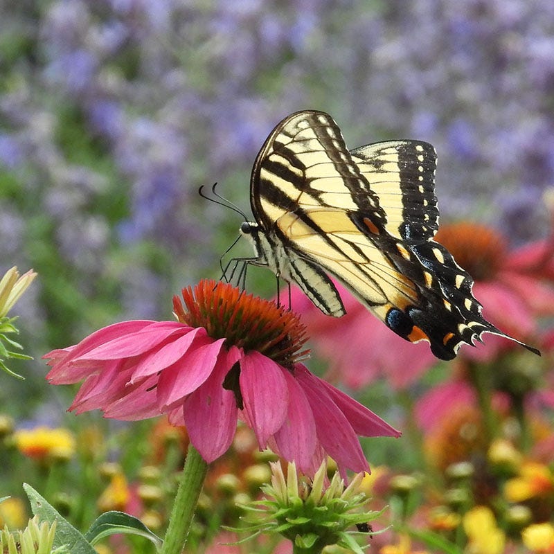 PowWow® Wild Berry Echinacea
