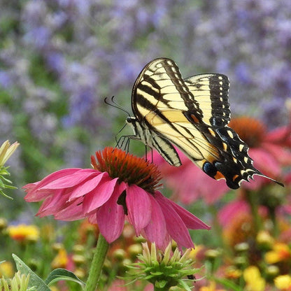 Support Your Pollinators Pre-Planned Garden