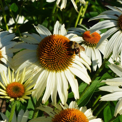 PowWow® White Echinacea