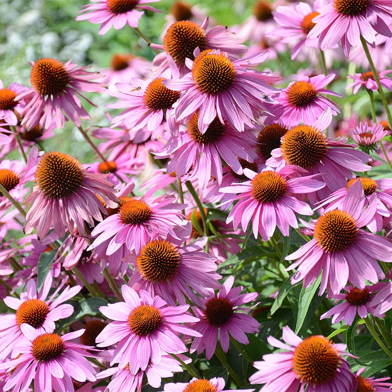 perennial wildflower seeds for shade Shade Wildflower Seed Collection