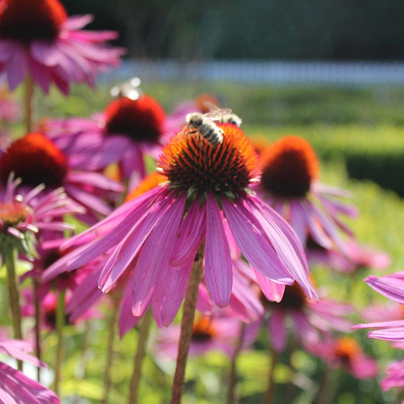 Purple Coneflower