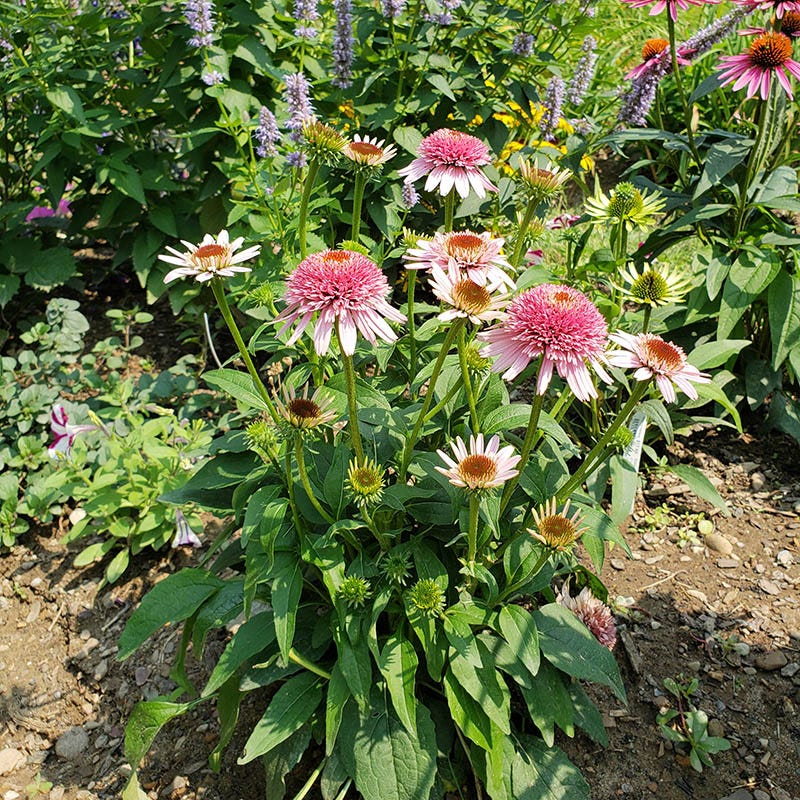 echinacea butterfly kisses seeds Butterfly Kisses Echinacea, Coneflower